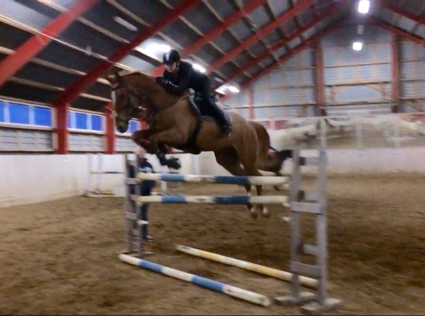 Tysk Oldenburger Bladsgaards Windy Sky - Undervsining ved Jette Bach d. 17/3-15 130 cm. billede 3