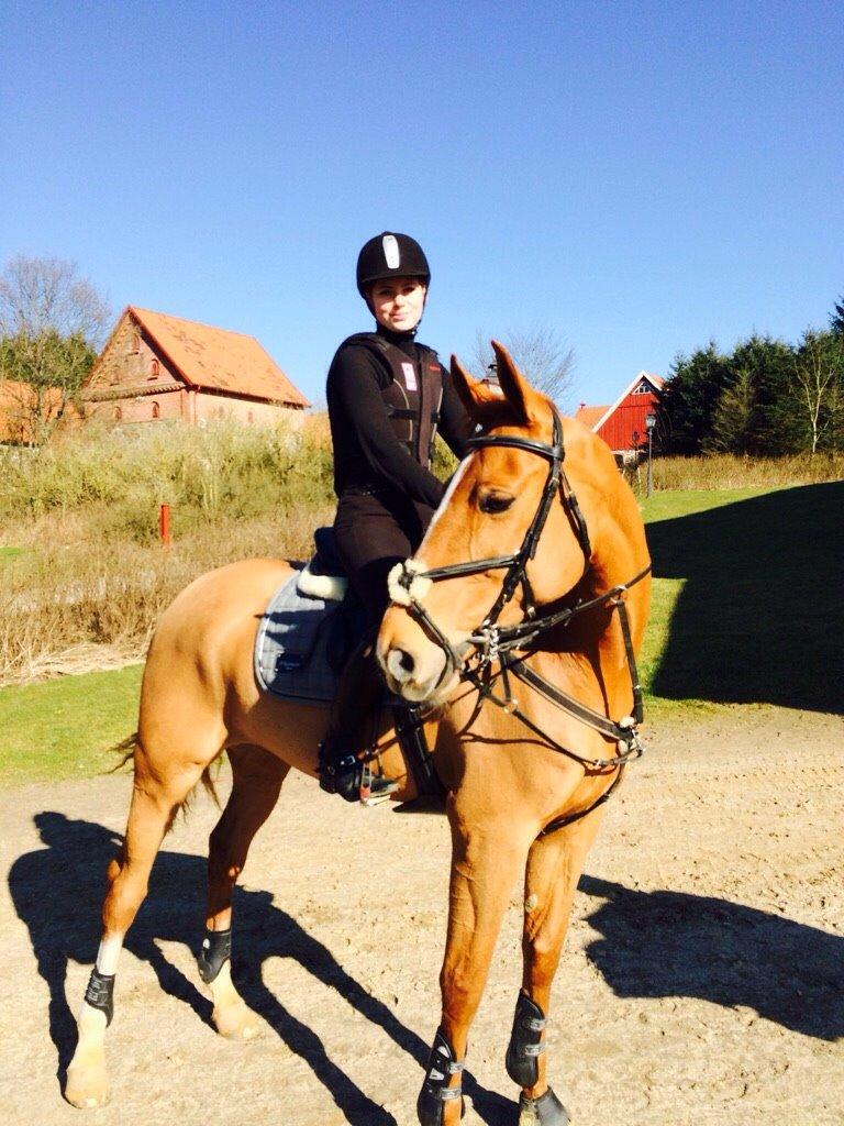 Tysk Oldenburger Bladsgaards Windy Sky - Sverige 15/16 bliver fantastisk med min stjerne-Windy <3 billede 23