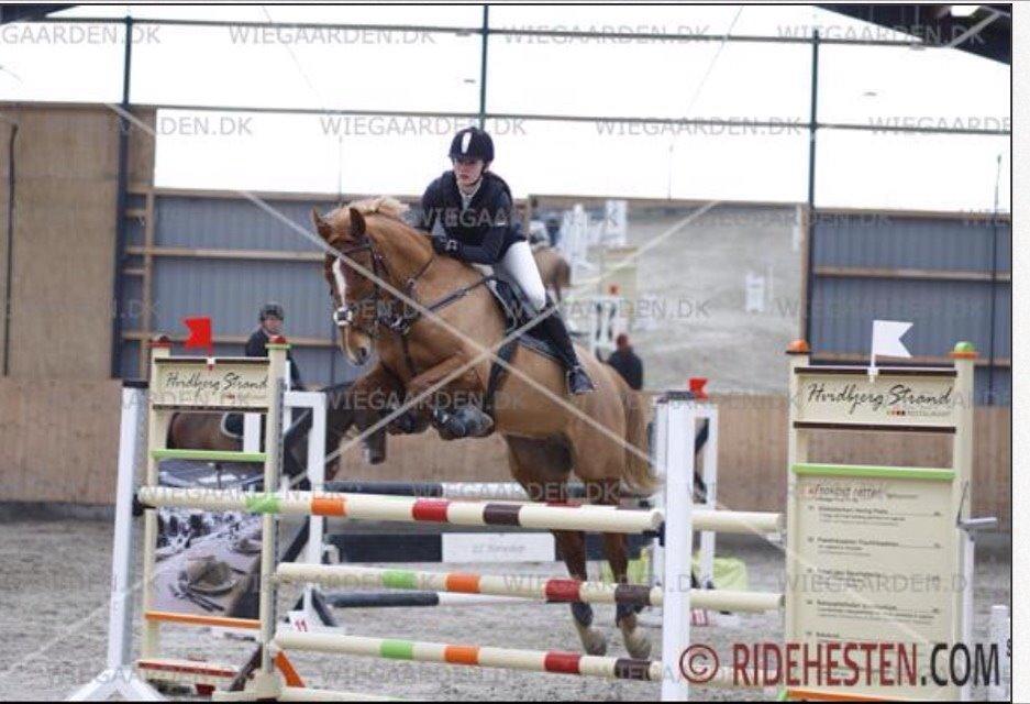 Tysk Oldenburger Bladsgaards Windy Sky - Stævne i Esbjerg d. 14/2-15 2 og 5 plads. billede 25