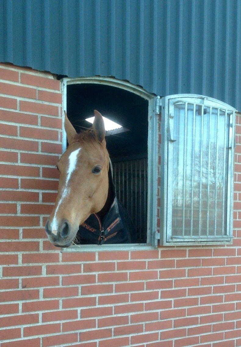 Tysk Oldenburger Bladsgaards Windy Sky billede 24