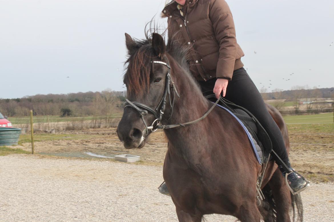 Anden særlig race Agathe billede 28