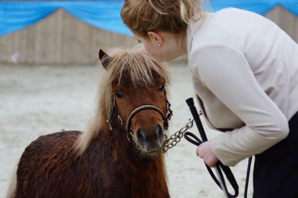 Shetlænder Baks Sorrel billede 13