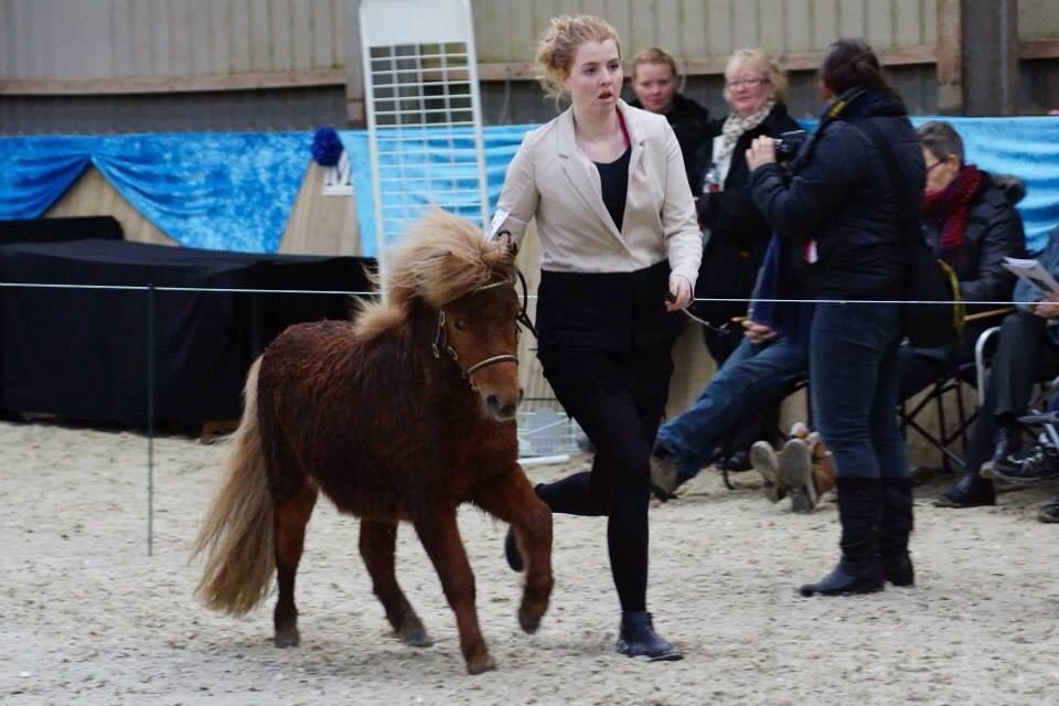 Shetlænder Baks Sorrel billede 12