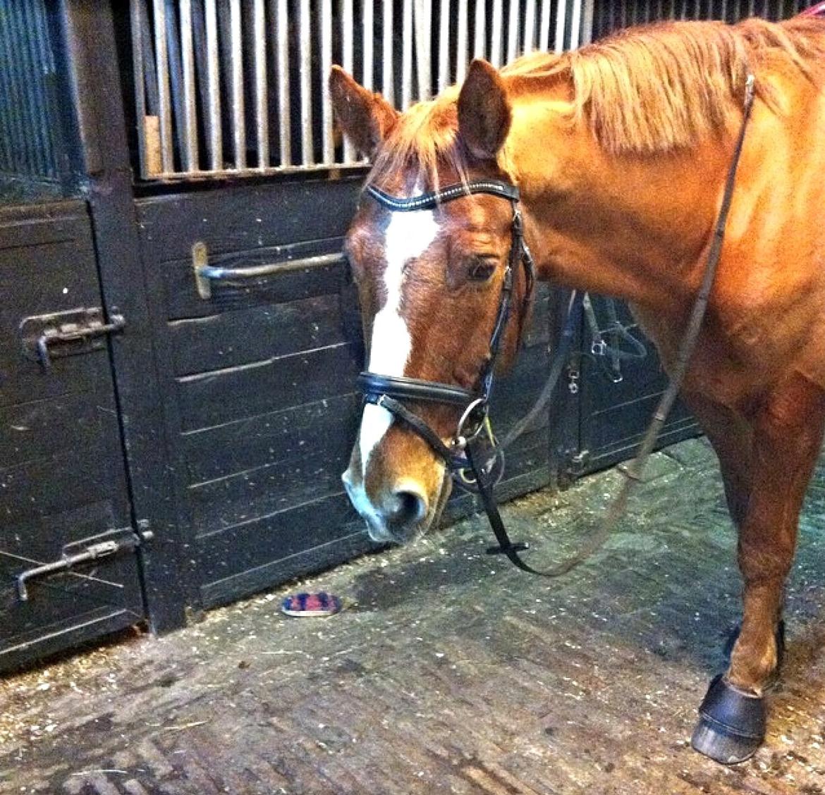 Knabstrupper Max bounty - Velkommen til Max Bounty's profil ;) billede 1