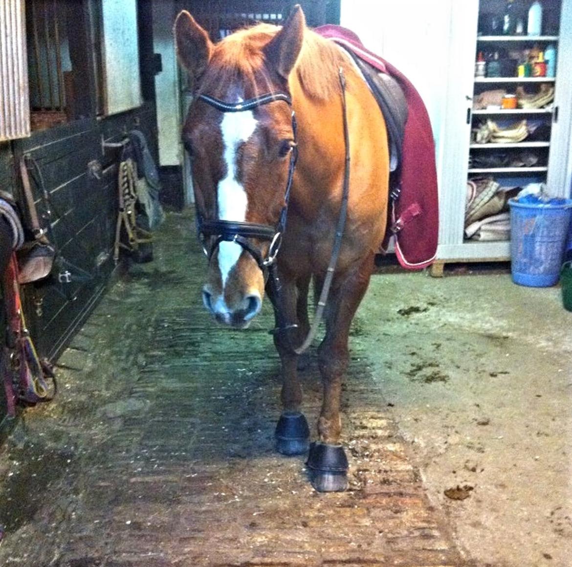 Knabstrupper Max bounty - Klar til ridetur. billede 2