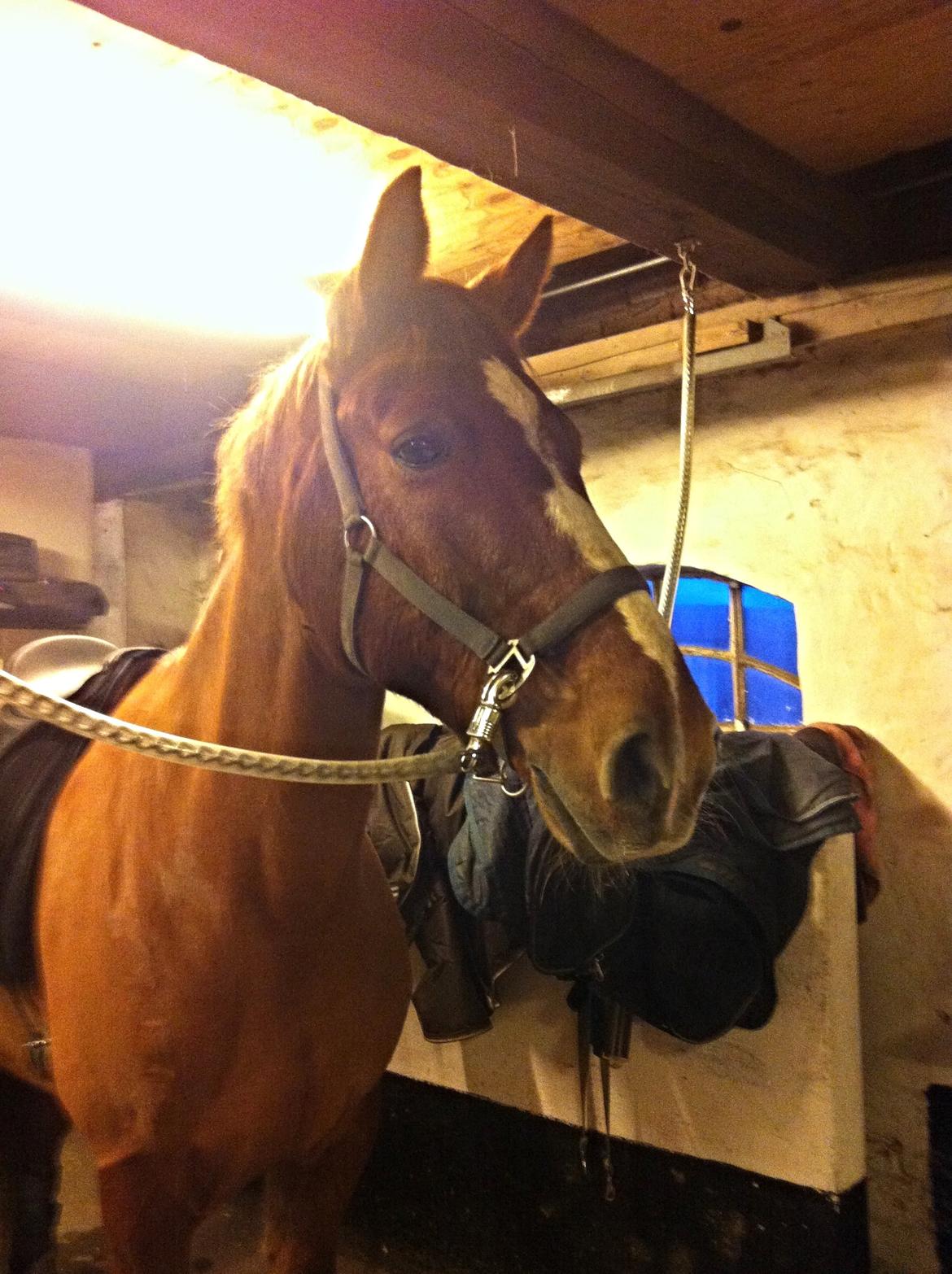 Knabstrupper Max bounty - Det hest ved hvornår der bliver taget billeder. billede 3