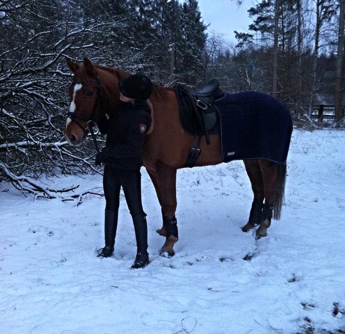 Knabstrupper Max bounty - Vinteren 2015. Max og mig i sneen. billede 4