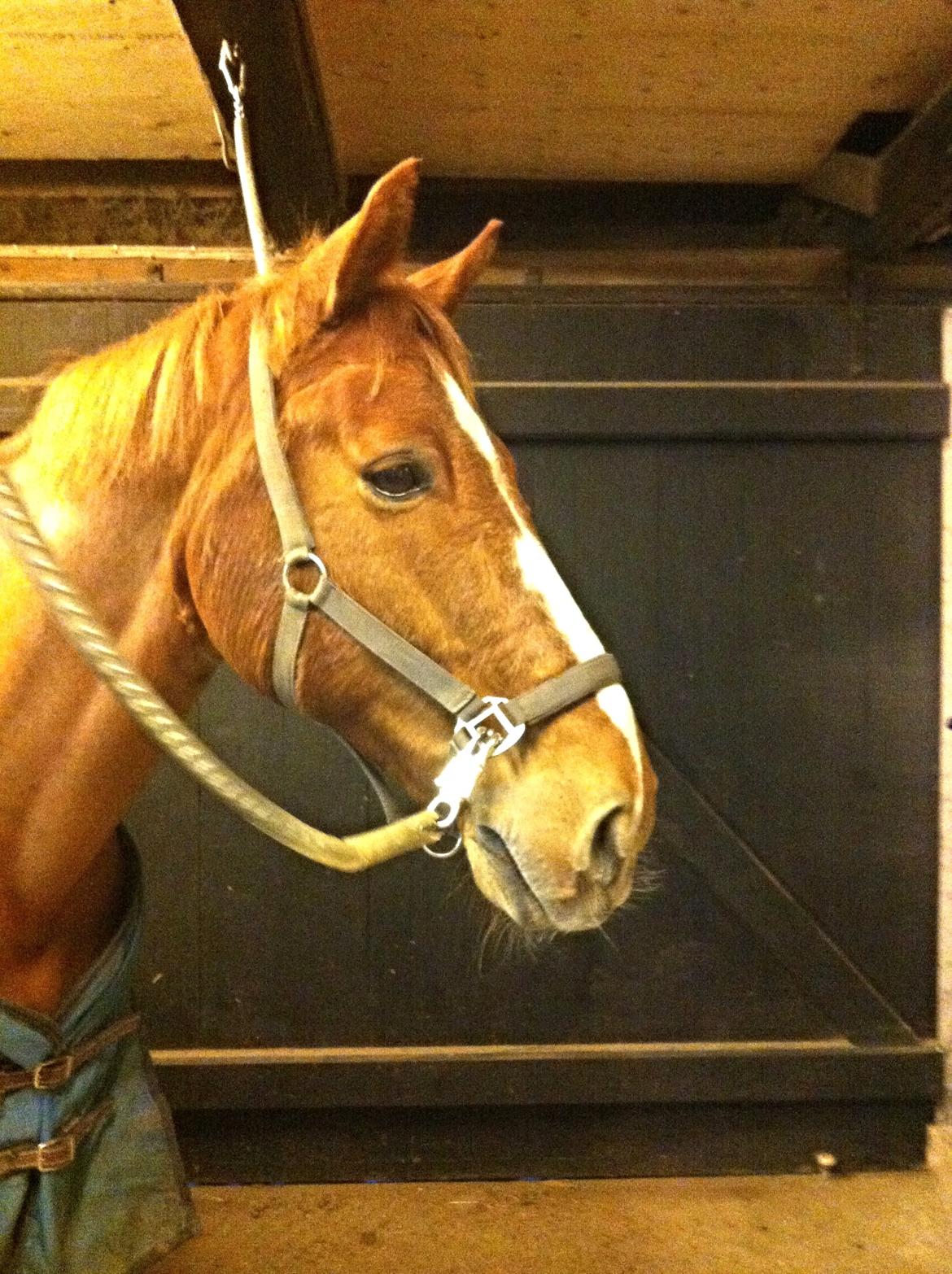 Knabstrupper Max bounty - Mit et og alt. Han er en ener. billede 5