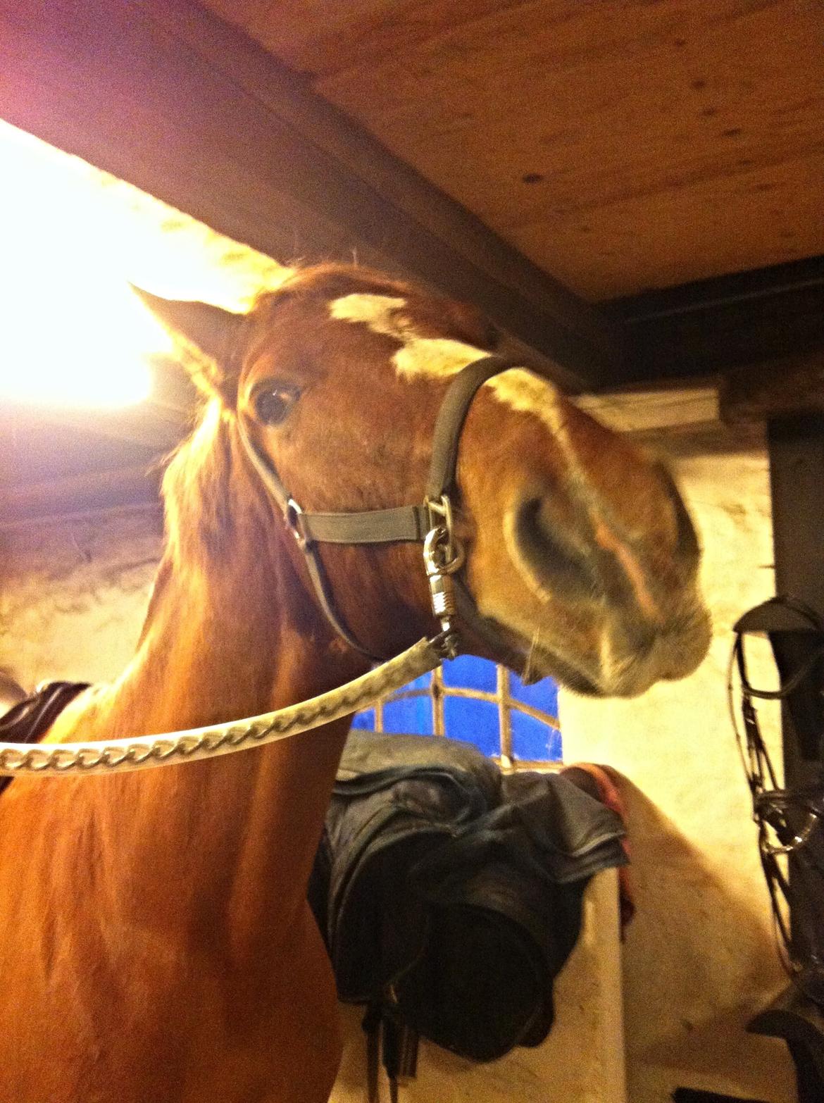 Knabstrupper Max bounty - "Må jeg få en godbid?" billede 6