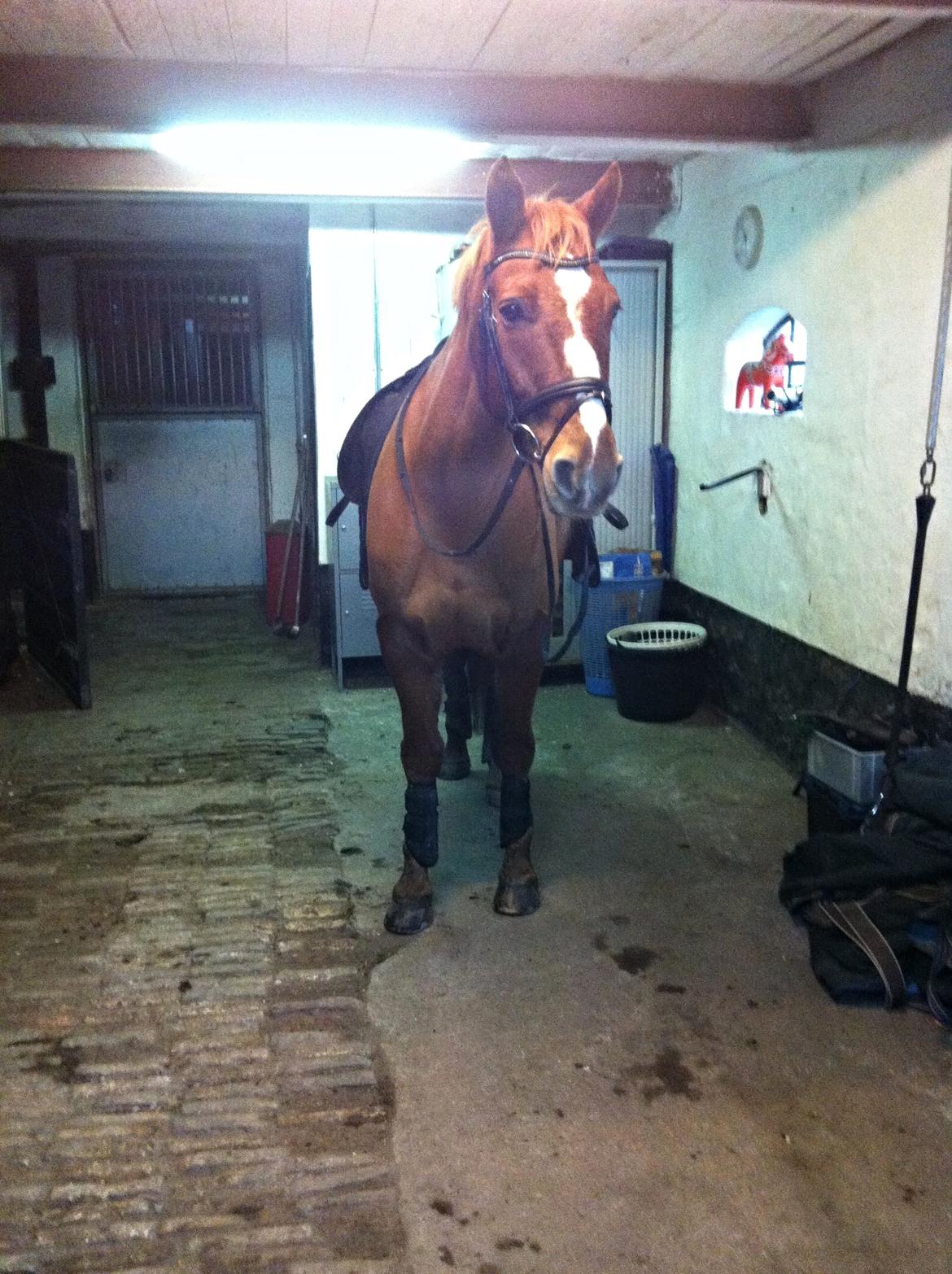 Knabstrupper Max bounty - Min lille baby hest billede 7