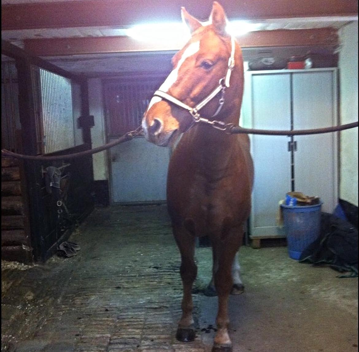 Knabstrupper Max bounty - Første billed taget af mig. Taget den dag jeg fik ham. billede 8