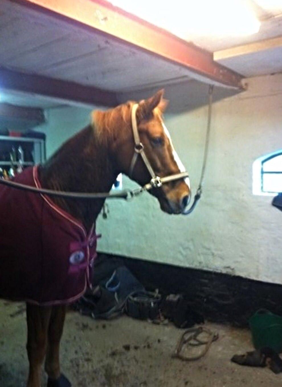 Knabstrupper Max bounty - "Modellen" ;) billede 9