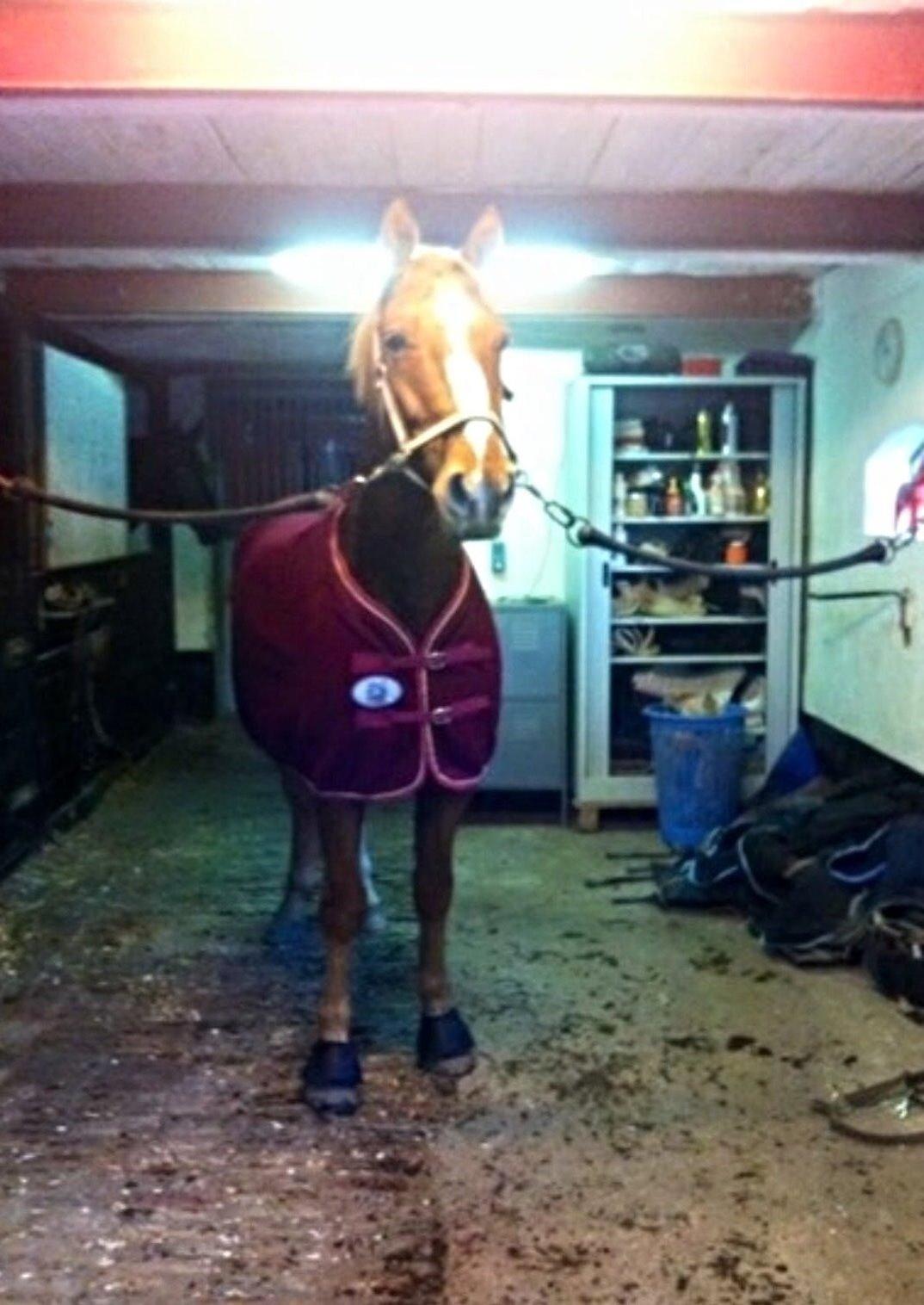 Knabstrupper Max bounty - Elsker virkelig den hest. billede 10