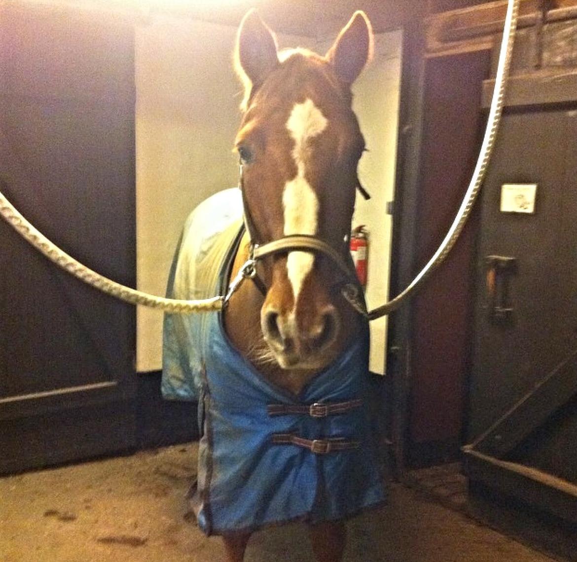 Knabstrupper Max bounty - Et lille vinter dyr. billede 12