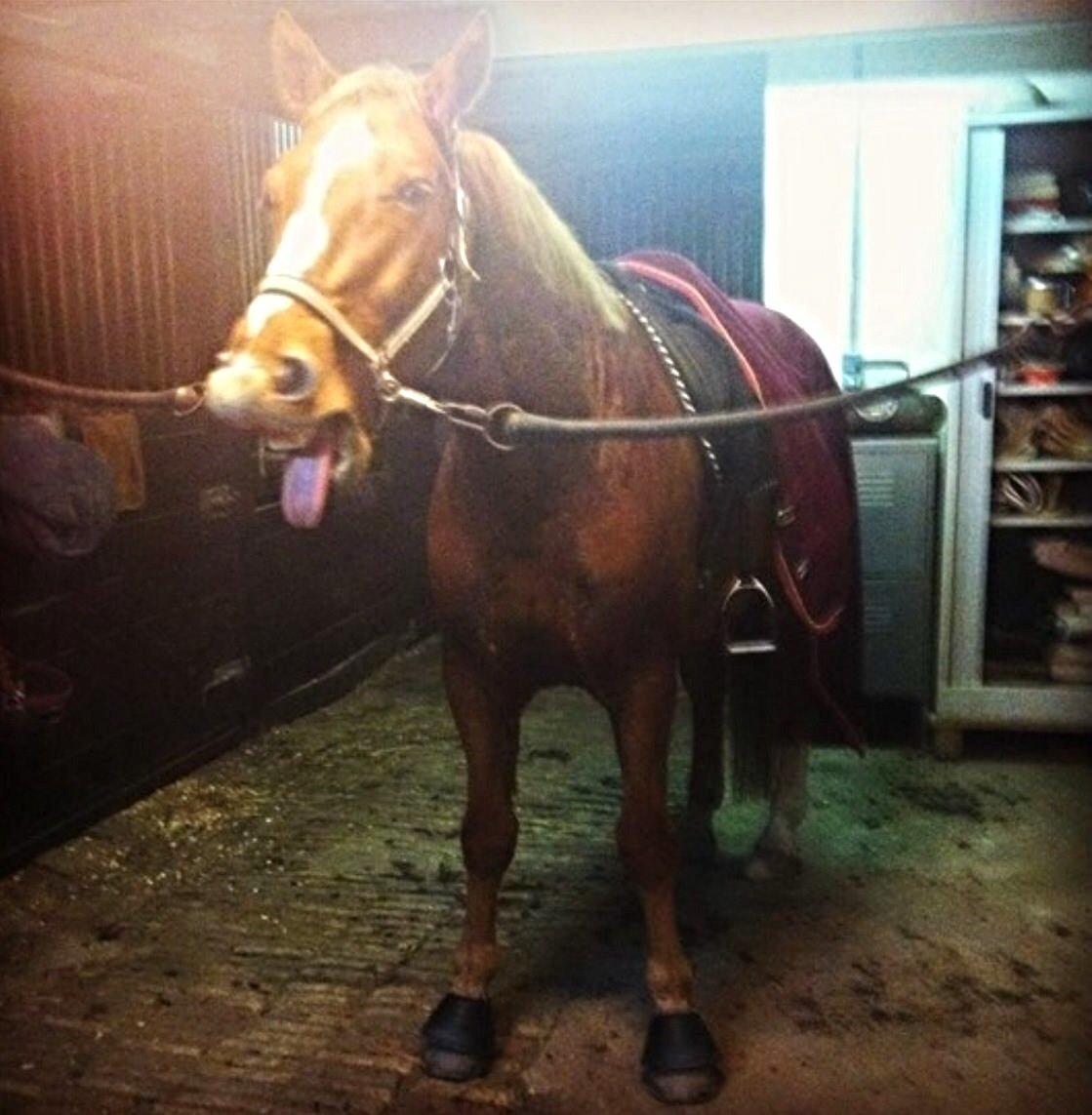 Knabstrupper Max bounty - Gaaaaaaab!!! IKKE NU MOR! billede 11