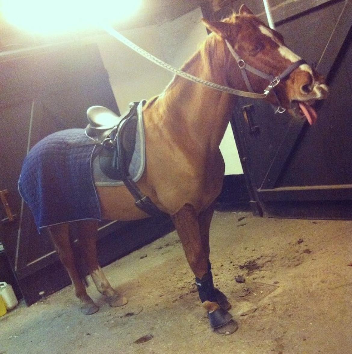 Knabstrupper Max bounty - Endnu et gabe billed. Har en MEGET træt hest. billede 13