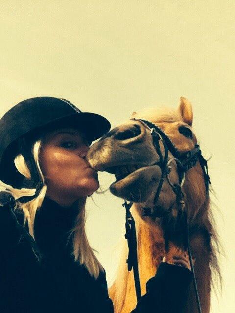 Haflinger Rabæks Cuba billede 10