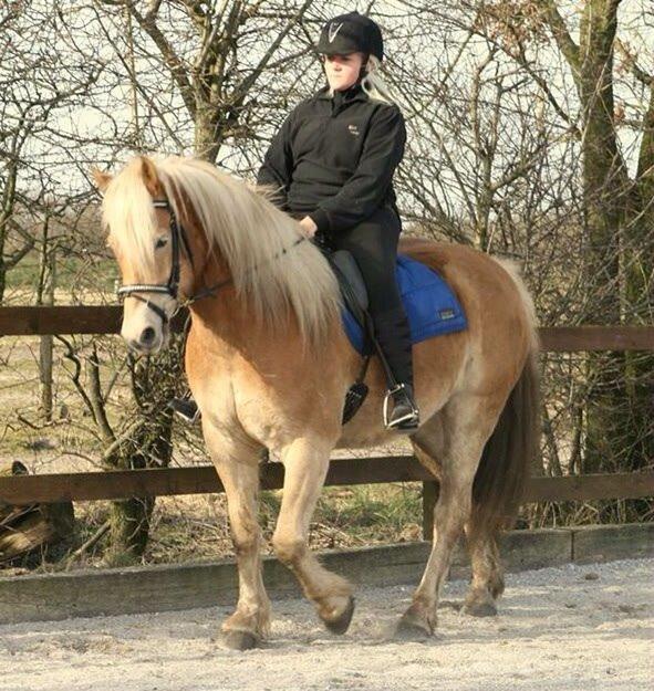 Haflinger Rabæks Cuba billede 11