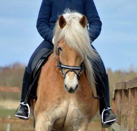 Haflinger Rabæks Cuba billede 13