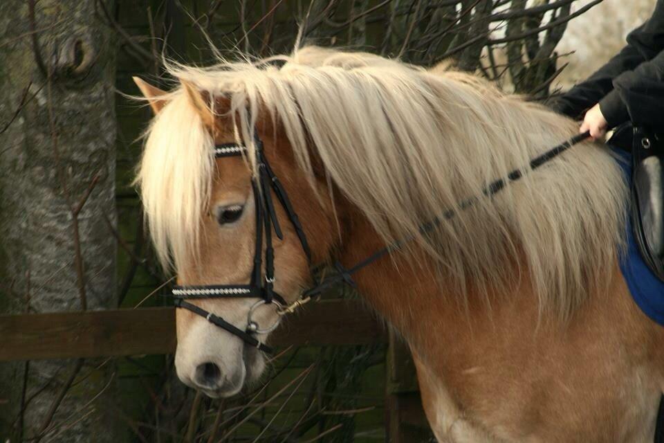 Haflinger Rabæks Cuba billede 16