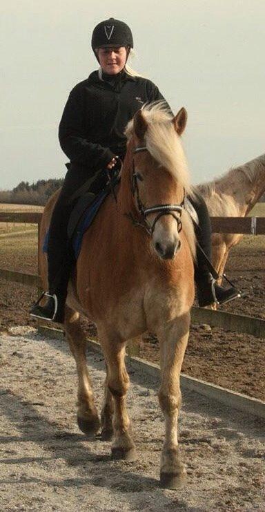Haflinger Rabæks Cuba billede 18