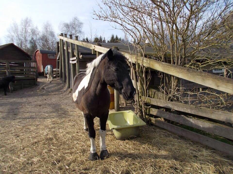 Irsk Sportspony Cavallo billede 11