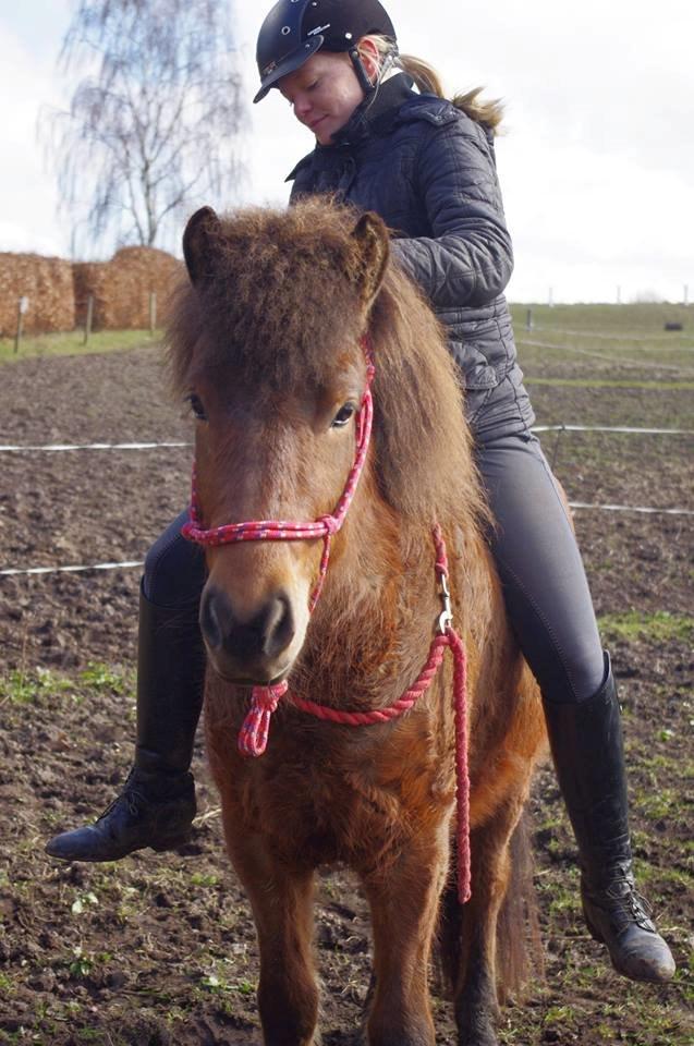 Islænder Lippa fra Mosevang - Fotogen!! billede 6