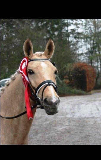 Palomino Lille skovgaards izzah diyaah billede 21