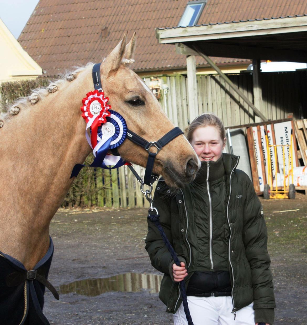 Palomino Lille skovgaards izzah diyaah billede 22