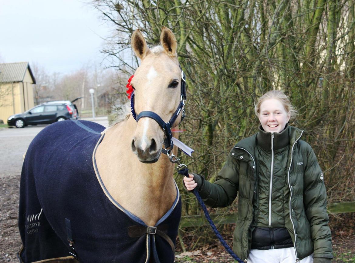 Palomino Lille skovgaards izzah diyaah billede 23