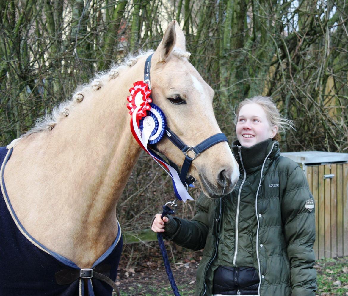 Palomino Lille skovgaards izzah diyaah billede 24