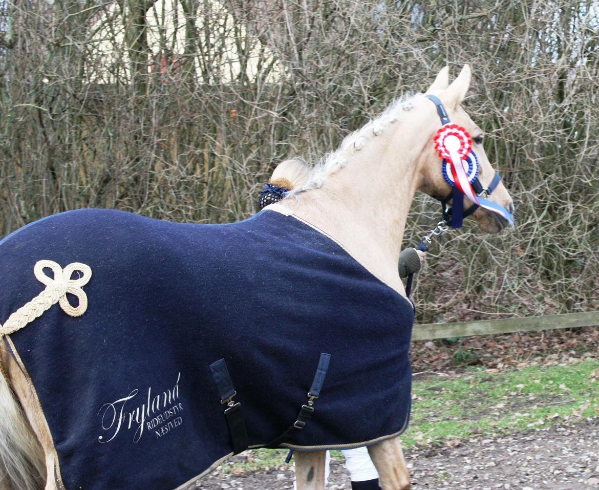 Palomino Lille skovgaards izzah diyaah billede 25