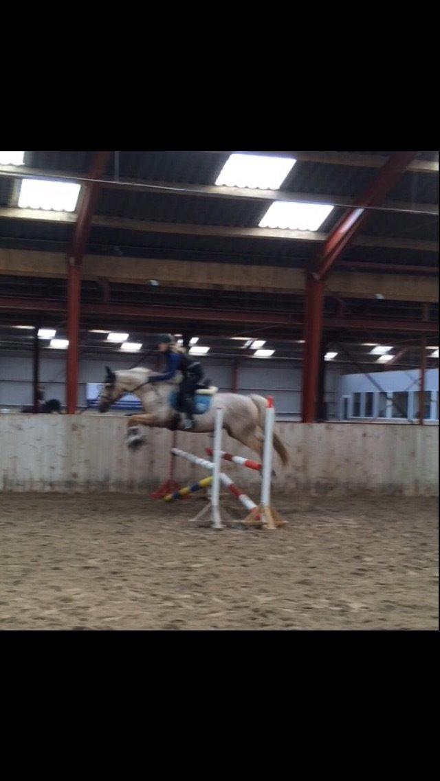 Palomino Lille skovgaards izzah diyaah billede 27