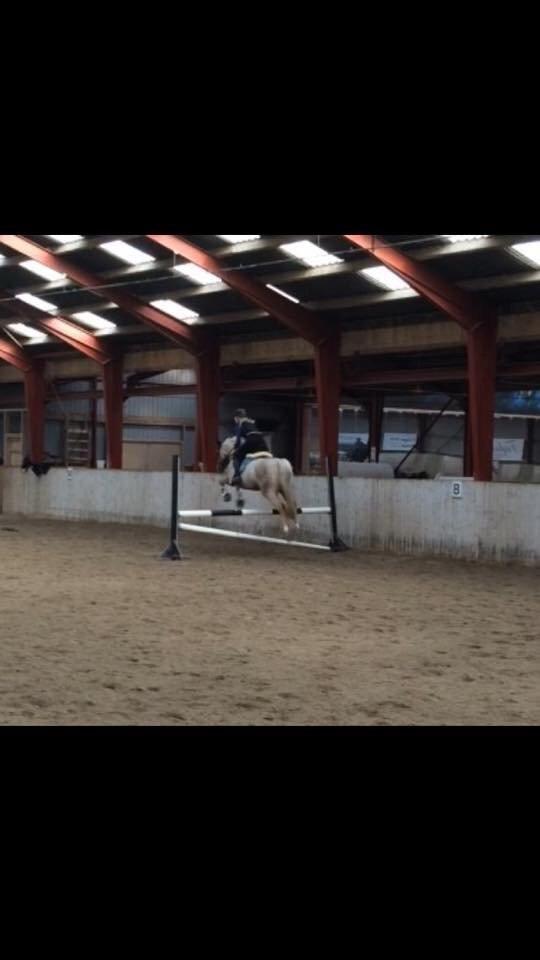 Palomino Lille skovgaards izzah diyaah billede 28