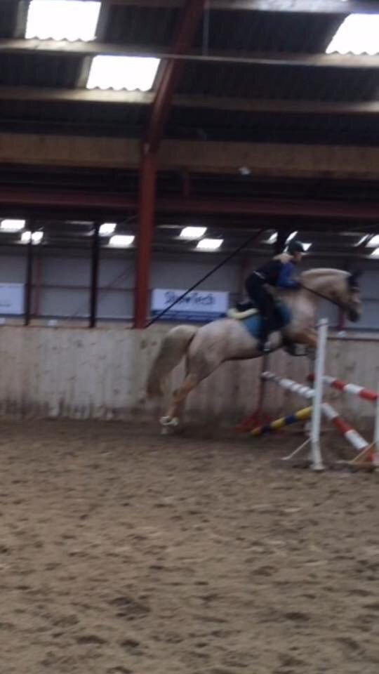 Palomino Lille skovgaards izzah diyaah billede 29