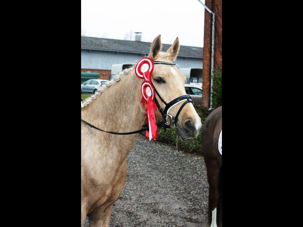 Palomino Lille skovgaards izzah diyaah billede 30