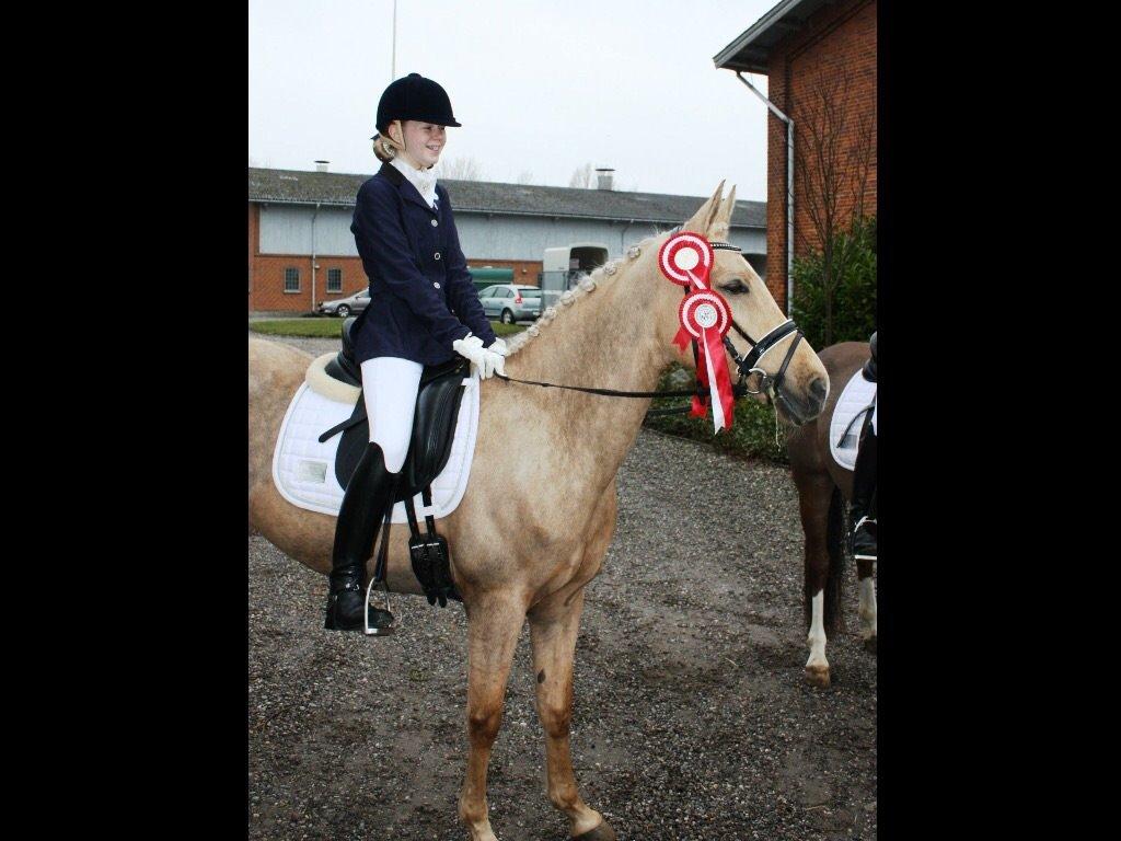 Palomino Lille skovgaards izzah diyaah billede 31