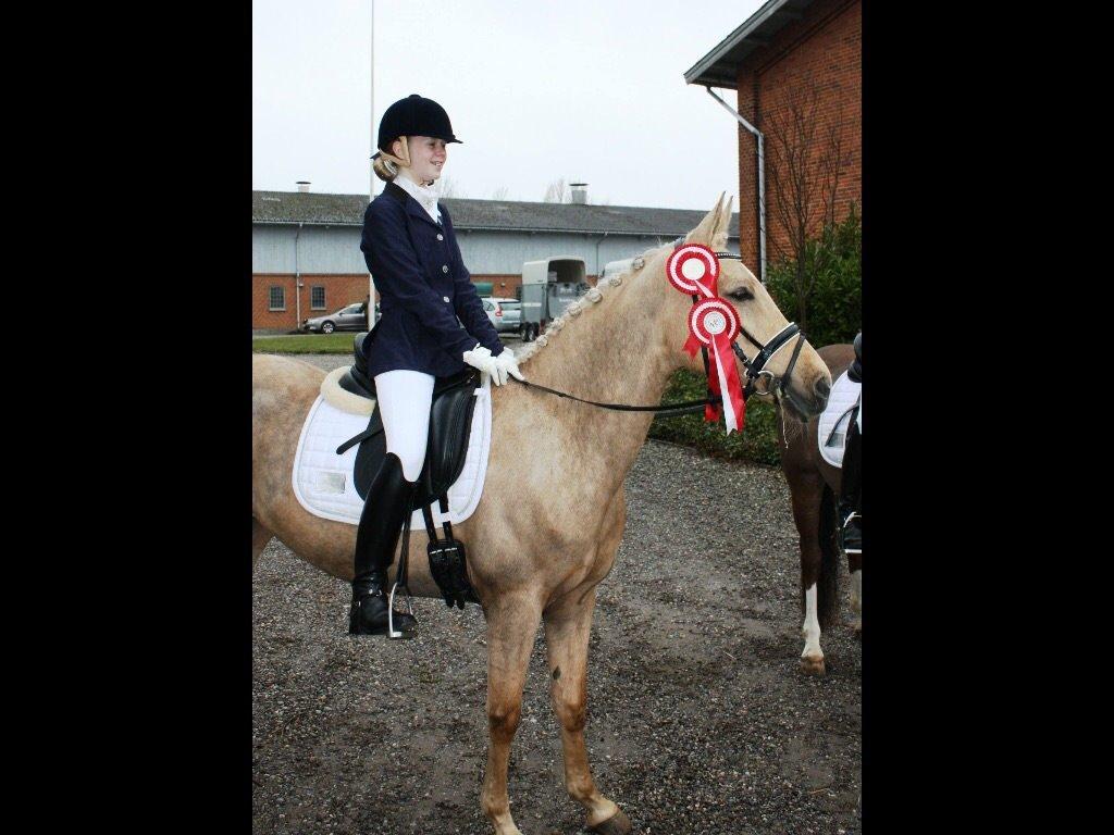 Palomino Lille skovgaards izzah diyaah billede 32