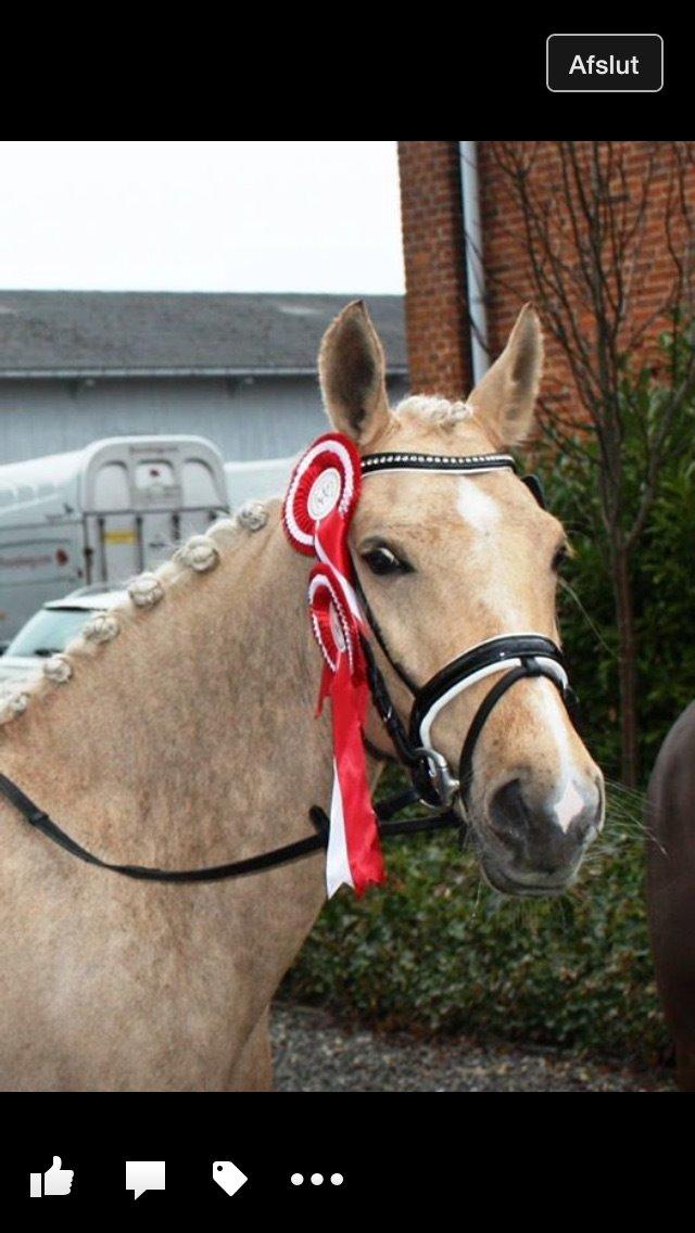 Palomino Lille skovgaards izzah diyaah billede 33