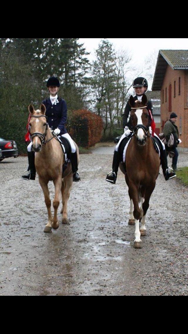 Palomino Lille skovgaards izzah diyaah billede 35