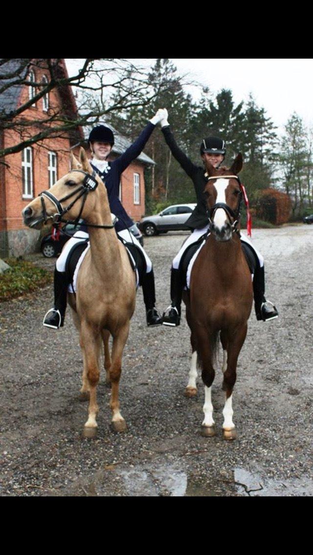 Palomino Lille skovgaards izzah diyaah billede 36