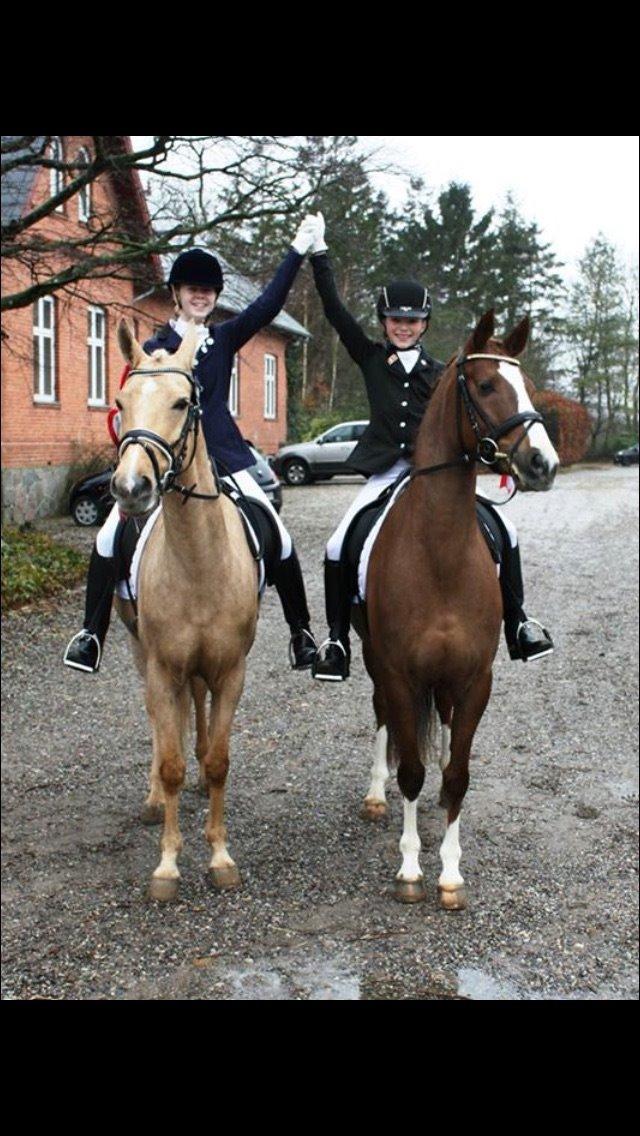 Palomino Lille skovgaards izzah diyaah billede 37