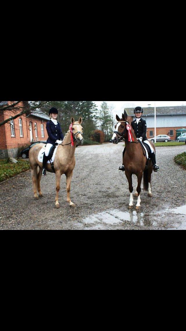 Palomino Lille skovgaards izzah diyaah billede 38