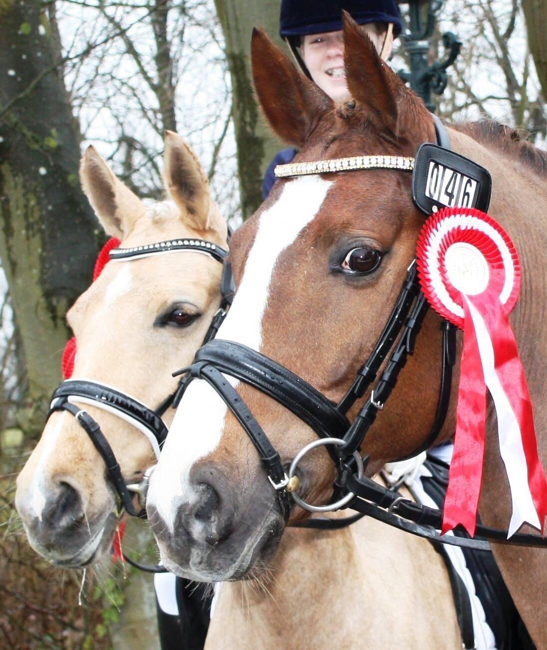 Palomino Lille skovgaards izzah diyaah billede 40