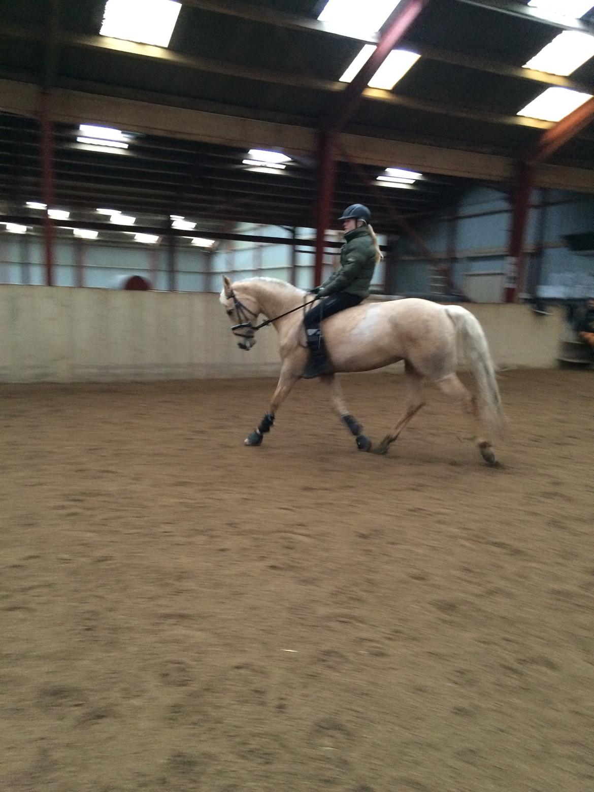 Palomino Lille skovgaards izzah diyaah billede 41