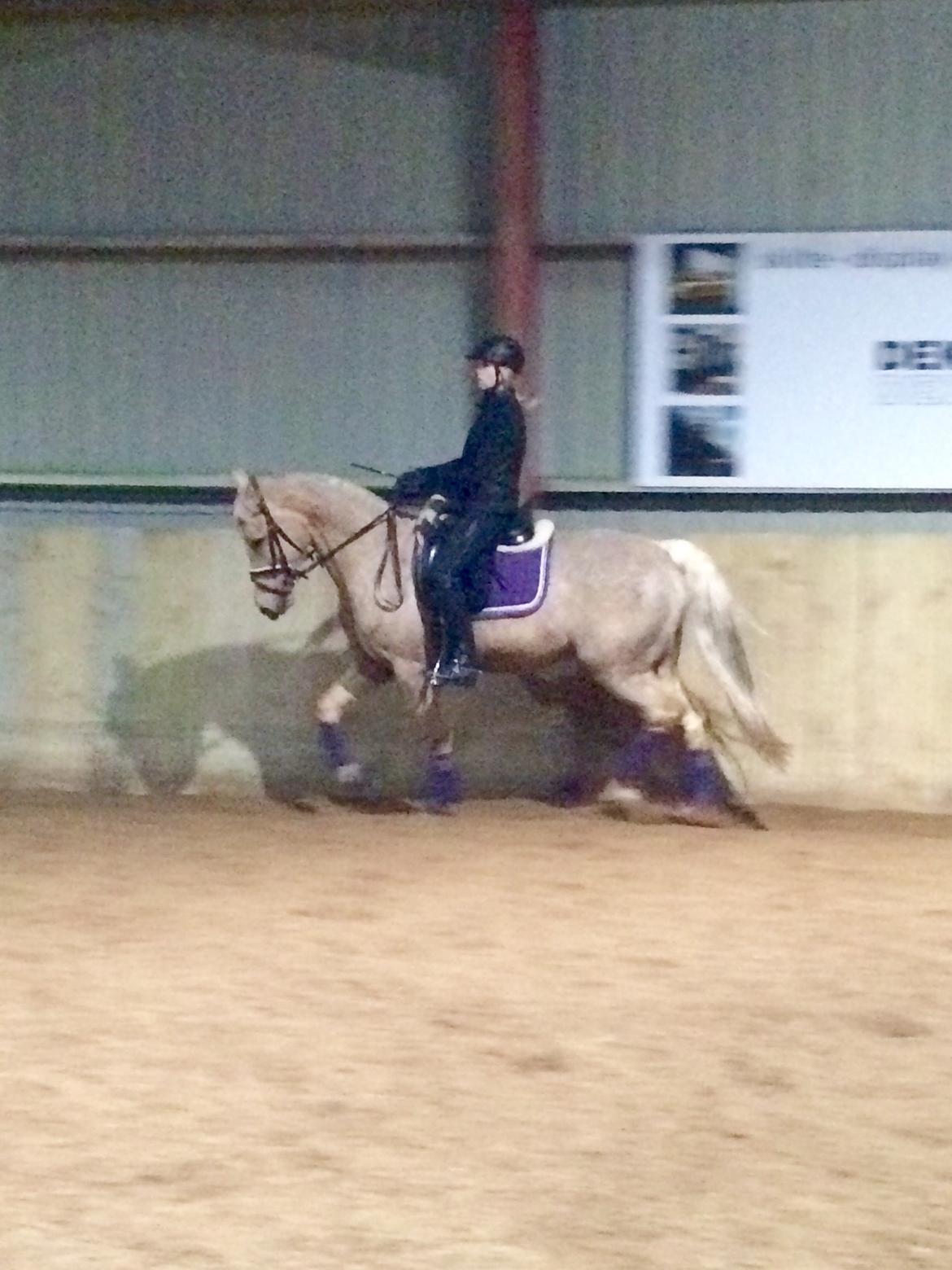 Palomino Lille skovgaards izzah diyaah billede 20