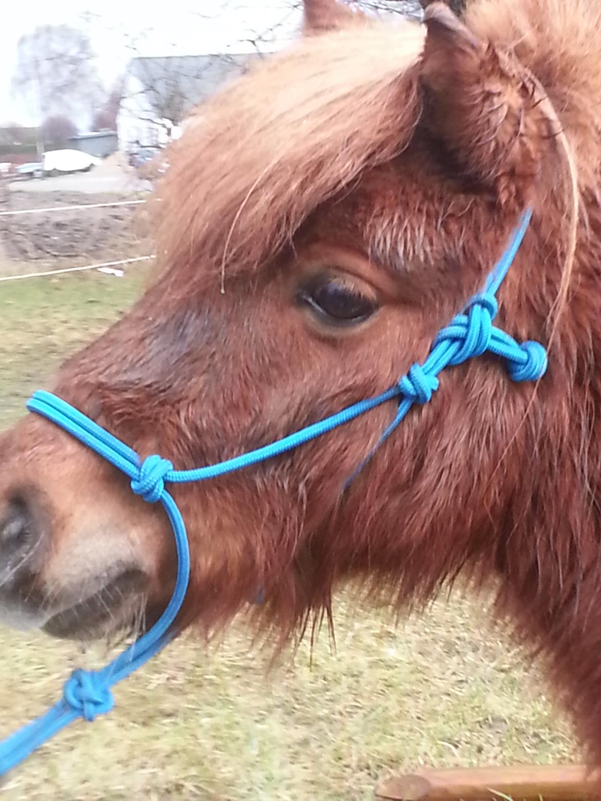 Shetlænder Elvis (solgt) billede 8