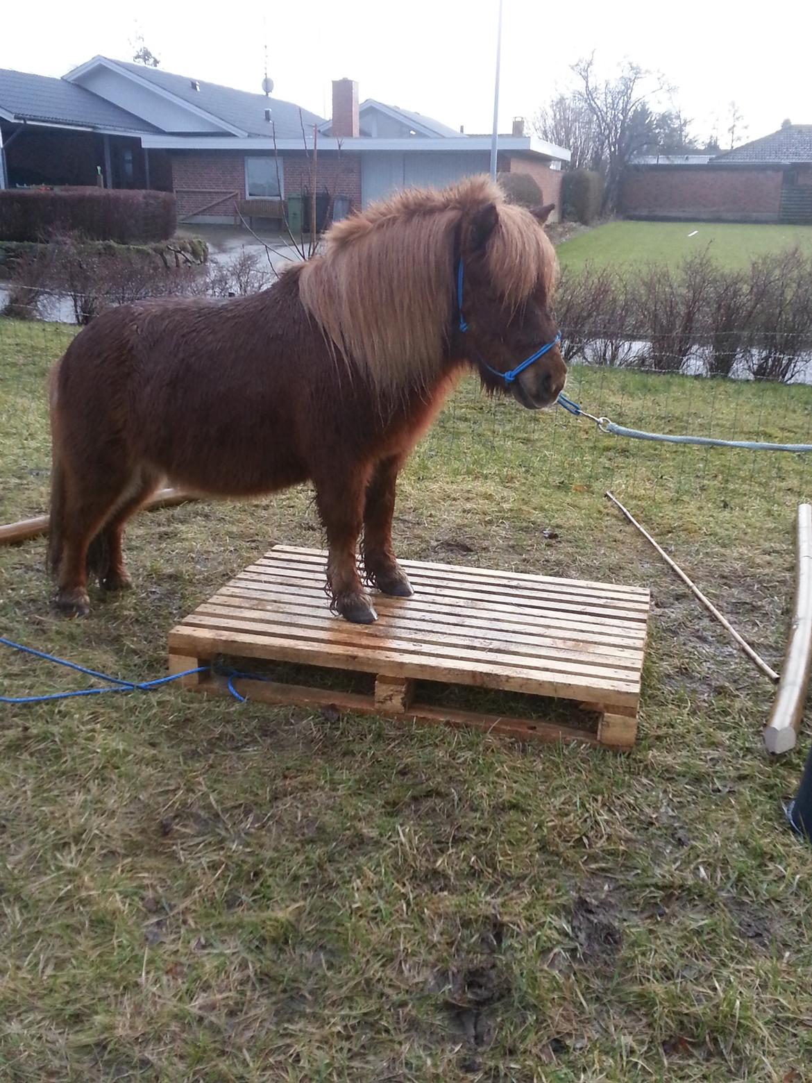 Shetlænder Elvis (solgt) billede 2