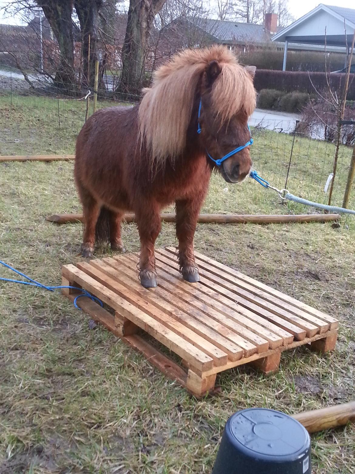 Shetlænder Elvis (solgt) billede 3