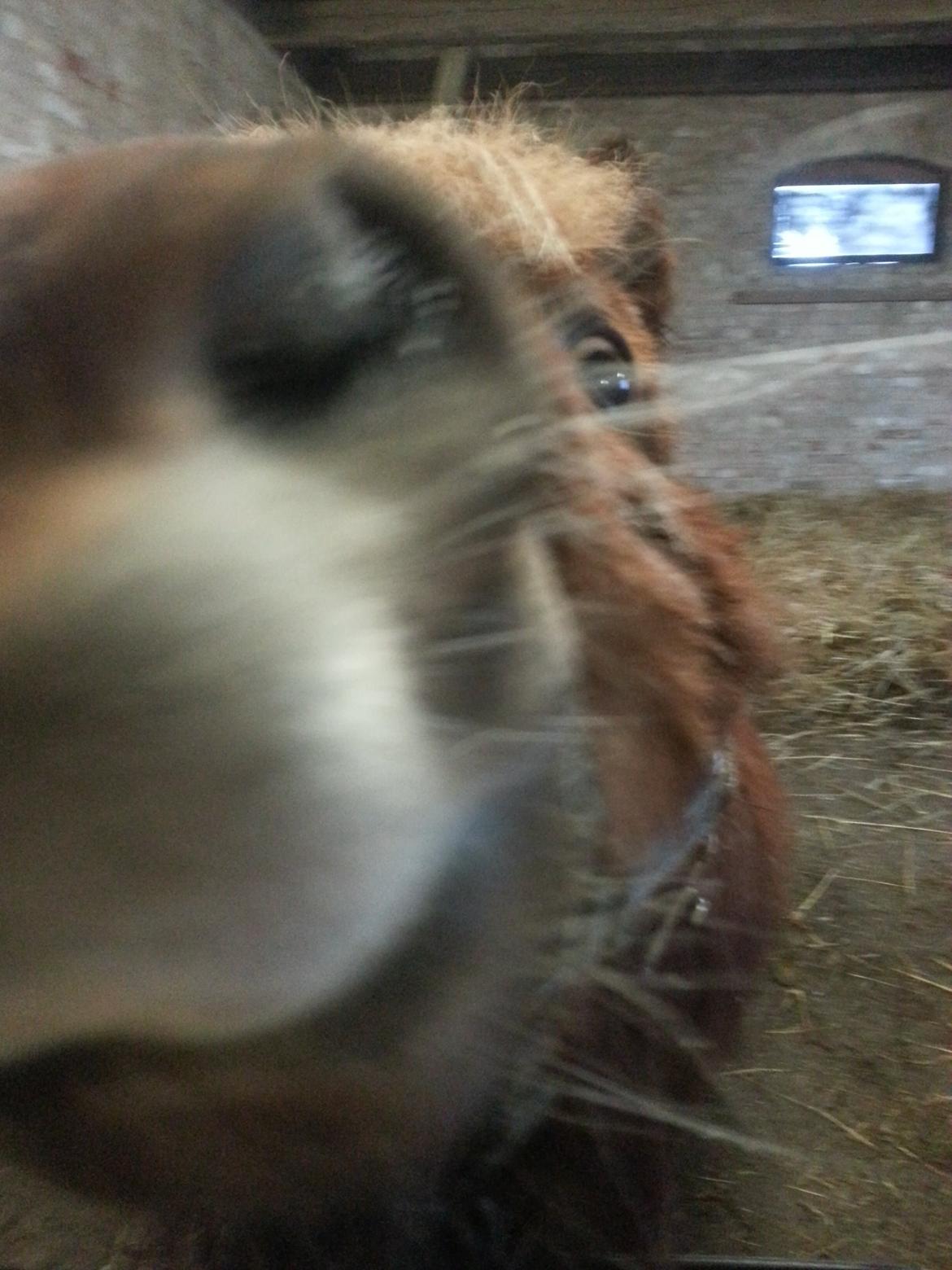 Shetlænder Elvis (solgt) billede 4